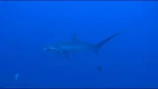 Fuchshai Brothers, Tresher Shark at Brother Island, Red Sea