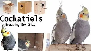 Cockatiels Parrot Breeding Box size details