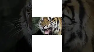 ANIMAL KINGDOM:TIGER  #animaleducation #animalkingdom #tiger #safari