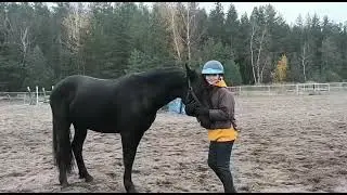Конюшня❤️