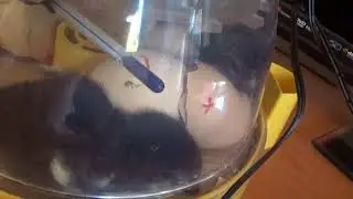 More Chicks Hatched on the Pirate Pat Channel