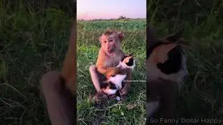 Awesome care ....Dollar so smart ...Dollar kindly , ...so cute and so funny !