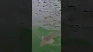 #Mansar lake #love #sad #viral #reelsindia #youtubeshorts #reels #new #video #viralshorts #instagram