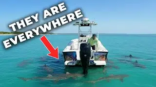 These SHARKS Ruined my TRIP! *Catch & Cook*