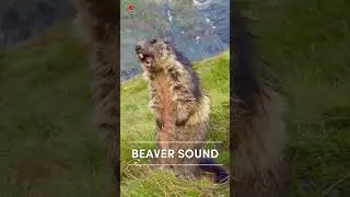 Real Beaver Sounds | High-Quality | Strange Beaver Sound Experience! | 4K Ultra HD #shorts