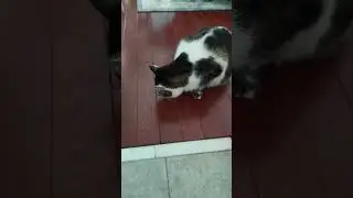 Кормлю Корарру лакомством 😋