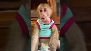 Monkey finds a forever home filled with peace and care ���� #MonkeyPeace #AnimalJoy