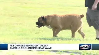 Pet owners reminded to keep animals cool during heat wave