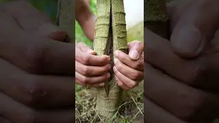 Effective technique to increase the yield of papaya tree #papaya #gardening