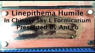 Linepithema Humile Colony! 4 Week Old Colony Description And Timelapse Footage PRESENTED BY ANT.CO