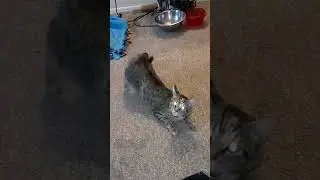 Horny Cat #shorts