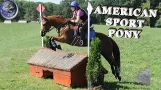 TOP Beautiful American Sport Pony in the World!