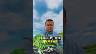 ЦФО - состояние зерновых! #жизньагрономанедома #агрономия #farming #возвратныезаморозки # поля