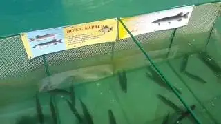 Щука (Esox lucius)