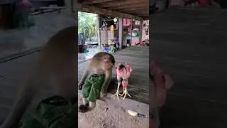 undressed chicken laughed by monkey🤣#shorts #monkey