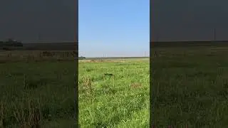 Охота на дупеля с дратхааром 2024 / Great snipe hunting with German Pointer 2024 #охота #girl hunt