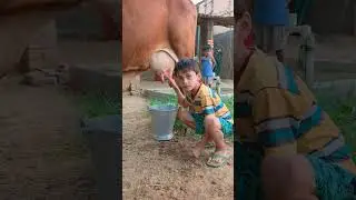 choti choti gaiya gf ty ty hg fh #anaya #cow #radheradhe