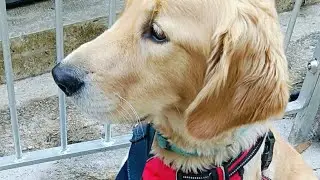 why so Cute and Lovely#viral#trending #dog#pets #fyp
