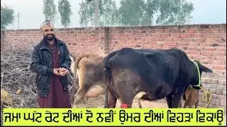 ਜਮਾ ਘੱਟ ਰੇਟ ਦੀਆਂ ਦੋ ਨਵੀਂ ਉਮਰ ਦੀਆਂ ਵਿਹੜਾ ਵਿਕਾਊ ਰੇਟ ਵੀਡੀਓ ਵਿੱਚ