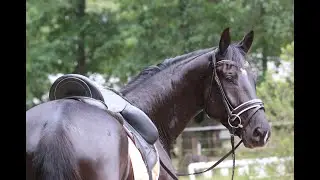 Scalino (Secret x Flovino x Ehrentusch)