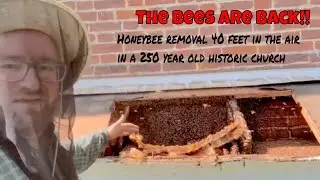 Honeybee Removal at Old Drawyers Church – 40 Feet Up (Again!)