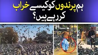 The Health Risks Of Feeding Pigeons In Public Places | Kabootar Chowk| Karachi| Ecologist Rafiul Haq