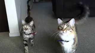 Cat Training 101