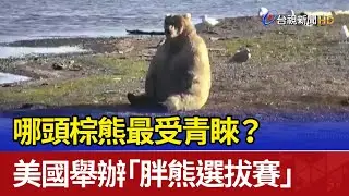 哪頭棕熊最受青睞？ 美國舉辦「胖熊選拔賽」