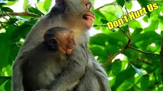 Extremely Disappointed! Monkey Jade And Jinx Got B-ig Warning Form Asup Monkey Till They Cried.
