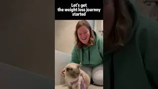 Let's get the weight loss journey started🥳#weightloss #loseweight #weightlossdiet #cat #fitness