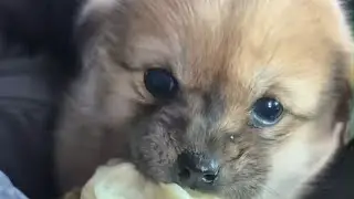 A Gift from Heaven: She Found a Puppy on Her Grandfather&rsquo;s Hill&mdash;and Found Healing Too