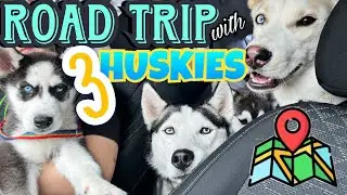 Cross Country Road Trip with 3 Siberian Huskies! Dog Road Trip Vlog!