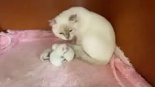Mia ve yavruları 🐈😽/ Yeni doğmuş kedi yavrularım😽/#annekedi #babycats #catslover #patisever