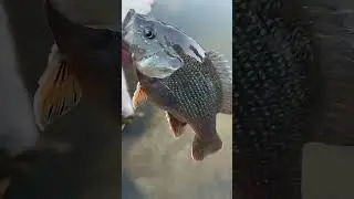 Green sunfish caught fishing in a SoCal Ditch #werftv #nature #fish #weather #wildlife