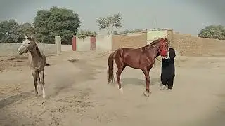 My horse amazing and latest video