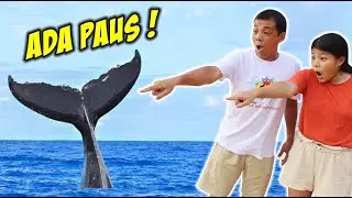 ADA IKAN PAUS RAKSASA ?? MAIN SEMBUNYIAN DI PANTAI | Vlog & Drama Lucu | CnX Adventurers