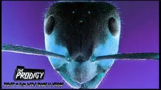The Prodigy - Disrupt ya flow (Little Orange UA Version)
