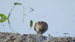 Swinhoe's/Pintail Snipe - adult
