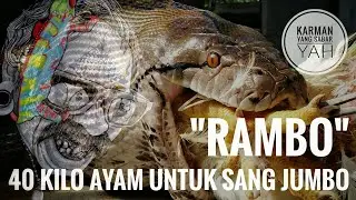 RAMBO - PITON JUMBO MAKAN