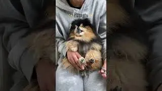 What To Expect When Getting A Pomeranian 🙃 #shorts #dog