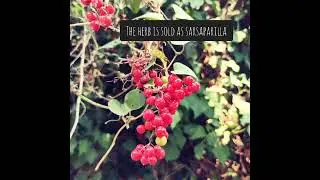 Smilax aspera, growing wild in Greece. #greece #foraging #shorts #herbalmedicine