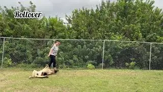 German Shepherd Learns Intermediate Dog Trick: Rollover
