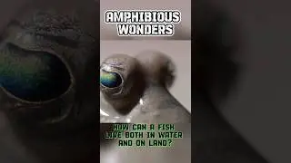 Mudskipper Magic: The Astonishing Life of Amphibious Fish #wildlife #naturelife #amphibious