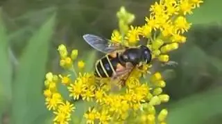 Pestřenky rodu Eristalis 8x