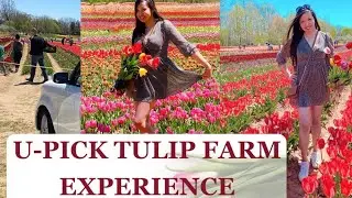 u pick tulip farm experience