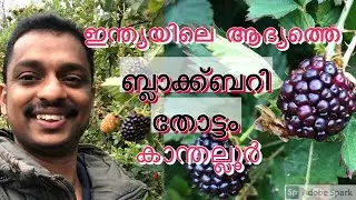 BLACKBERRY CULTIVATION IN KERALA # black bery in munnar #blackbery in kanthalloor #blackbery