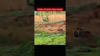 Tiger attacks wild boar #tiger #wildlife #wildboar #shortvideo #shorts #youtube #youtubeshorts