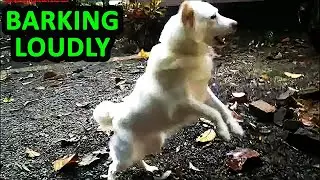 Very Loud Dog Barking Sound | Aggressive Dog Bark Audio to Attract or Prank Dogs and Cats