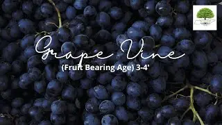 Grape Vine - TN Nursery