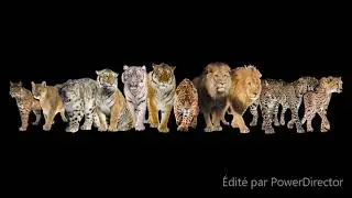 Riger D Hades  - Animal (prod by Seriouzbeat)